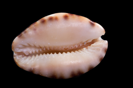 beautiful sea shell adorned by amazing natural patterns and colorの写真素材