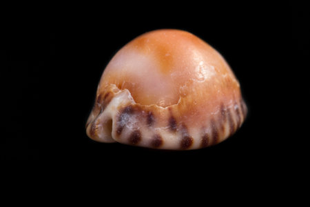 beautiful sea shell adorned by amazing natural patterns and color