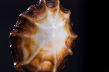 colorful beautiful sea shell with amazing layers and details on a black background