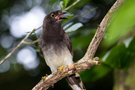medium sized bird with a white under side and grey head and wings perched on a tree in Costa Ricaの写真素材