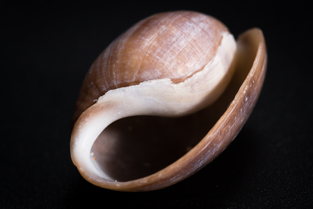 colorful beautiful sea shell with amazing layers and details on a black backgroundの写真素材