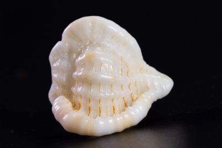 detail of a white sea shell with perfect structural design over a black background