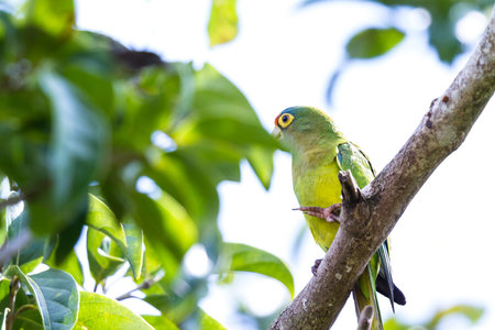 Orange fronted parakeet perched on a tree branch in Guanacaste Costa Rica