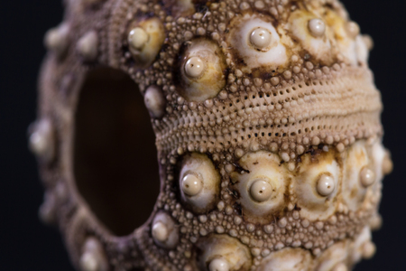 Beautiful details in the pattern of an empty sea shell on a dark backgroundの写真素材