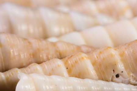 sea shells in spirals with layers and structural precision as a background