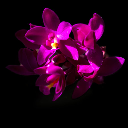 Cluster of small orchids in tropical Costa Rica isolated on a black background