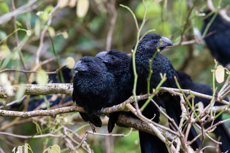 close up of a group of groove billed anis perched on a small branch in the rainforest of Costa Ricaの写真素材