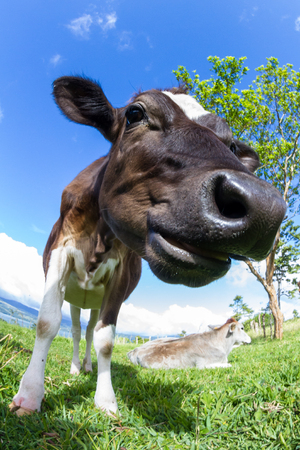young dairy cow enjoying the sunshine and a fresh green pasture in Costa Rica. photo taken with a fisheye lens for a fun effectの写真素材