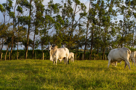 Huge brahman bull in a green pasture in Costa Ricaの写真素材