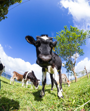 young dairy cow enjoying the sunshine and a fresh green pasture in Costa Rica. photo taken with a fisheye lens for a fun effectのeditorial素材