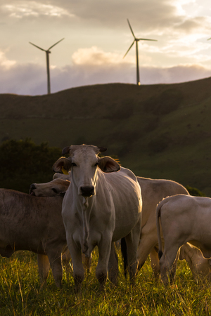 pasture raised brahman cattle in Guanacaste Costa Ricaの写真素材