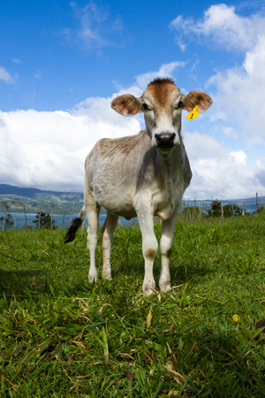 young dairy cow enjoying the sunshine and a fresh green pasture in Costa Rica.のeditorial素材