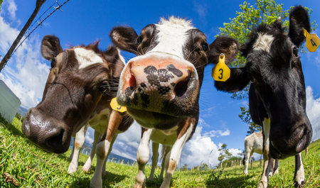 young dairy cow enjoying the sunshine and a fresh green pasture in Costa Rica. photo taken with a fisheye lens for a fun effectのeditorial素材