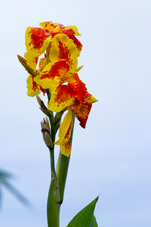 Soft blooms on an orange gladiolus flower with fresh rain dropsの写真素材