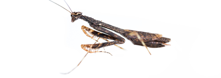 close up of a praying mantis of only 2 inches long and brown color isolated on a white backgroundの写真素材