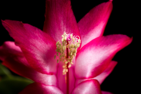close up of a christmas cactus bloom on a dark backgroundの写真素材