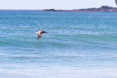 pelican flying above the waves in tropical costa ricaの写真素材