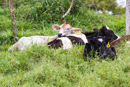 young dairy cows relaxing in a green pasture in tropical Costa Ricaの写真素材