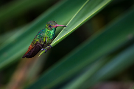 close up of a beautiful rufous tailed hummingbird perched on a green leaf with a natural out of focus backgroundの写真素材