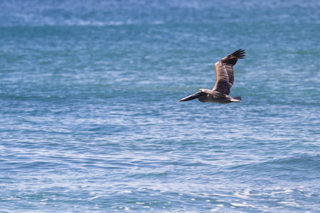 pelican flying above the waves in tropical costa ricaの写真素材