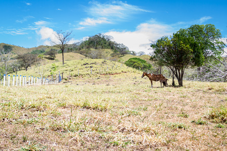 mother horse and her foul standing together under the shade of a tree in the summer heat of Guanacaste, Costa Ricaの写真素材