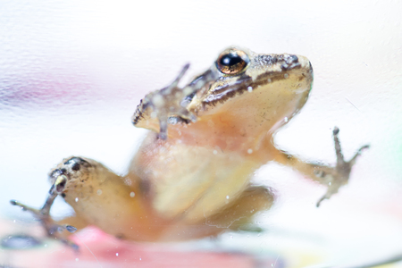 close up of a small tree frog posing indoors on a patterned bright backgroundの写真素材