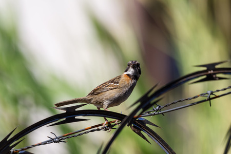 urban stripe headed sparrow perched on barbed wire surrounded by razor wire in Costa Ricaの写真素材
