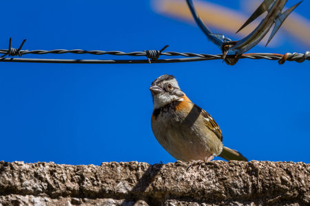 urban stripe headed sparrow perched on a wall with barbed wire surrounded by razor wire in Costa Ricaの写真素材