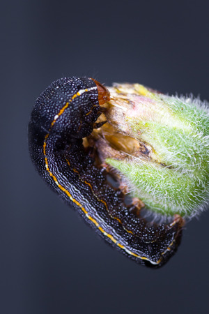 close up of a small tropical catterpilar walking on a green flower budの写真素材