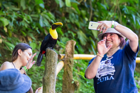 Nauyaca, Costa Rica - January 28: Toucan perched on a pole near tourists in Costa Rica. January 28 2018, Nauyaca, Costa Ricaのeditorial素材