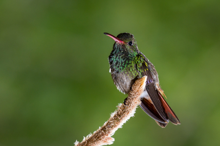 close up of a beautiful rufous tailed hummingbird perched on a small root with a natural out of focus backgroundの写真素材