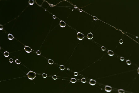 close up pf a spiders web with morning dew forming perfect shaped and spaced water droplets with a...