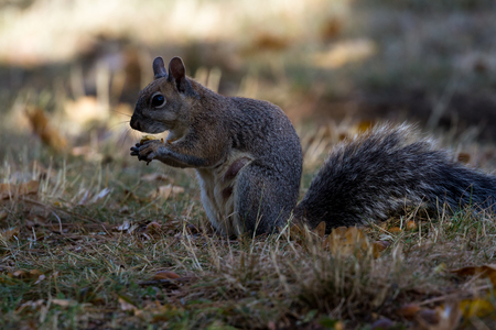Grey squirrel on the ground feeding on acorns from oak trees near byの写真素材