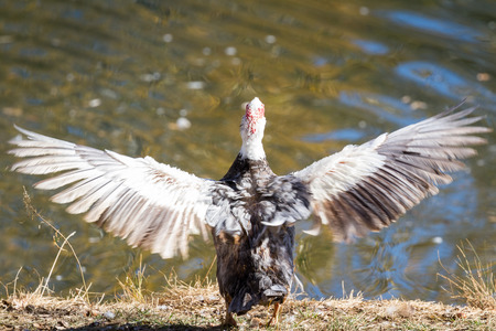 Muscovy duck flapping his wings near a pond with golden autumn colors reflecting on the waterの写真素材