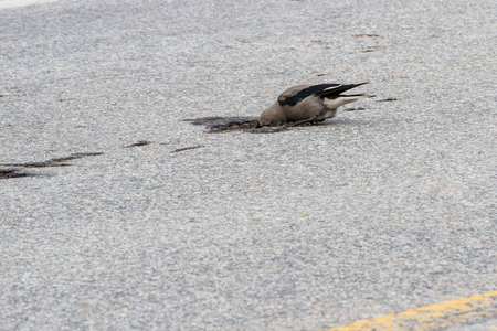 small grey bird commonly known as Clacks Nutcracker bathing and drinking water out of a pothole in the roadの写真素材