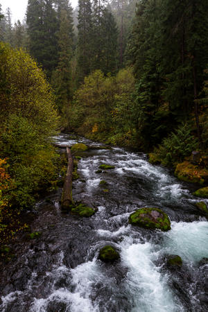 view point along the way to see Toketee falls with fog in the mountains and one golden tree in autumnの写真素材