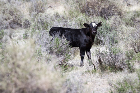 free range cattle in the northern Nevada rangelandの写真素材