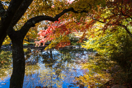 beautiful colorful reflections on the pond of autumn trees in a variety of colors with leaves...