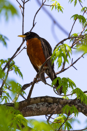close up of an American Robin perched on a small branch with a pale blue sky at the backの写真素材