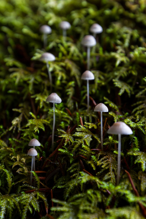frosty bonnet mushrooms growing in a small group on an old tree stump with thick green mossの写真素材