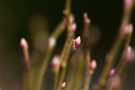 close up of a willow type plant growing in the mountains southern Oregon with a small pink but in the late fallの写真素材