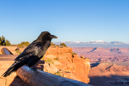 portrait of a raven perched on a guard rail in Canyonlands National Parkの写真素材