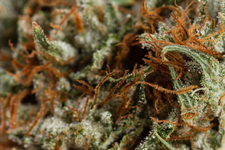 close up of the fibers and crystals on a cannabis budの写真素材