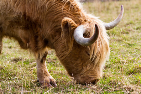 Close up of a light brown highland cow feeding on green grass near the Culloden Battlefield in the...