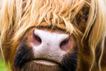 Close up of a brown highland bull in the Scottish Highlandsの写真素材