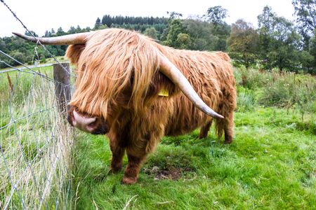 Close up of a brown highland bull in fresh green pastures in the Scottish Highlandsの写真素材