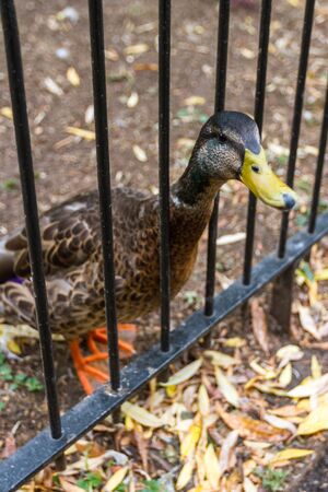 Close up of a mallard duck begging for food with his head between bars in the St James Park in Londonの写真素材