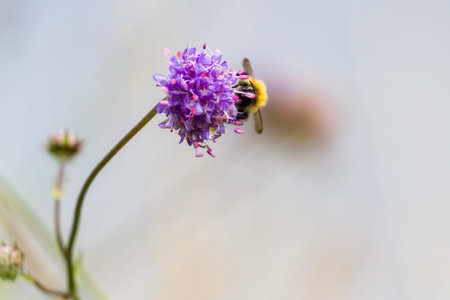 close up of a bumble bee on a purple flower in the Scottish Highlands