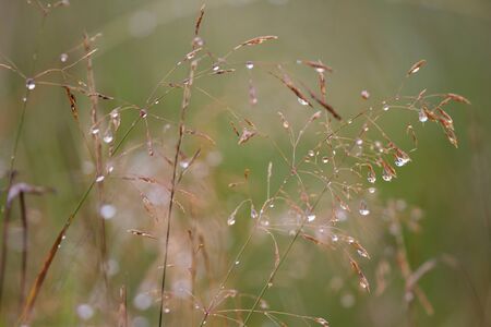 close up of dried grass with water droplets from a bit of rain and morning dew in the Scottish Highlandsの写真素材