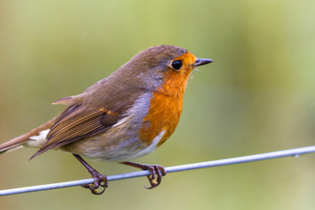 Close up of a European robin with a bit of rain in the Highlands of Scotland